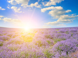 A blooming lavender field and sunrise. - obrazy, fototapety, plakaty