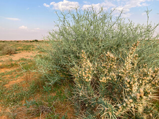 Plants and trees in the level desert east of Al-Shmasiyah, Saudi Arabia