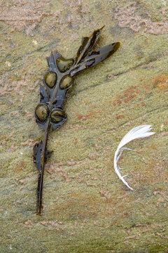 Seaweed and feather on rock