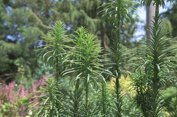 Primer plano arbusto conífera Fastigiata cephalotaxus harringtonii