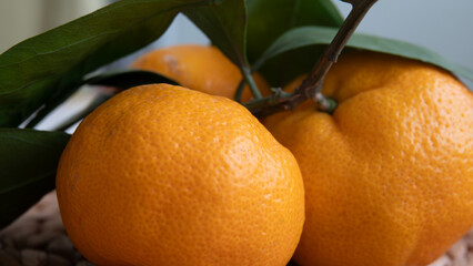 close up view of rip Tangerines with leaves. Isolated. Organic farm products, close up Orange mandarins