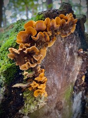 An orange forest mushroom.