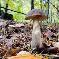 A small brown mushroom.