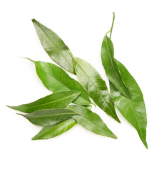 Tangerine leaves on white background