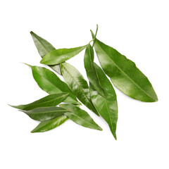 Tangerine leaves on white background