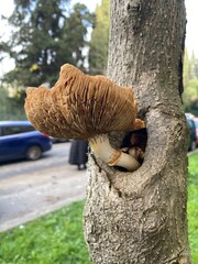 Odd mushroom grown inside a tree hole, close up