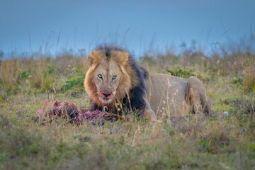 lion with kill  © Sheril