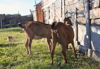 Nubian goats on a private farm