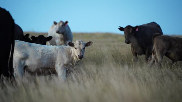 wagyu and angus beef cattle group of cows walking towards camera grazing on grass and pasture on a sunny spring day