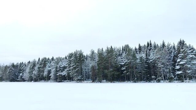 Scenic 4K video of horizon tree. Frosty day, calm wintry scene. Ski resort. Great picture of wild area. Explore the beauty of earth. Tourism concept. Christmas and Happy New Year!