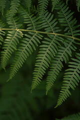Fototapeta na wymiar Fern leaves in the forests that surrounds the Druid's Temple in Ilton, England.