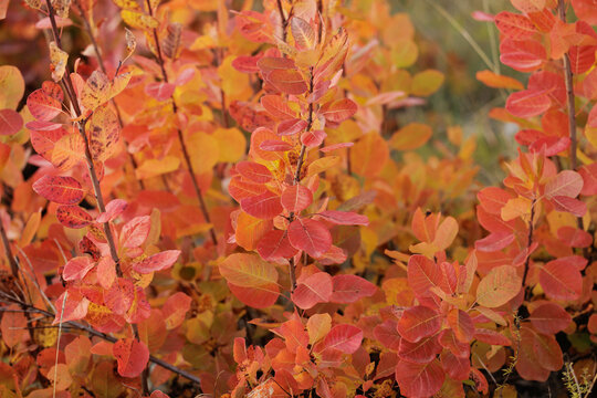 Vista macro di un cespuglio di scotano/sommaco, con foglie di varie sfumature di rosso, arancione e giallo, cresciuto sulle alture del Carso, in Friuli Venezia Giulia, in autunno