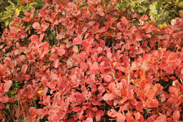 Vista close-up di un cespuglio di sommaco/scotano con foglie rosse ed arancioni, sulle alture del Carso, in Friuli Venezia Giulia, in autunno - obrazy, fototapety, plakaty