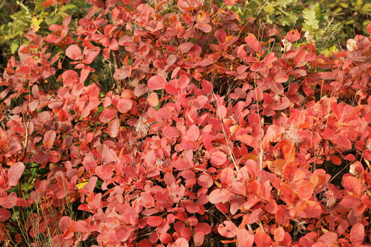 Vista close-up di un cespuglio di sommaco/scotano con foglie rosse ed arancioni, sulle alture del Carso, in Friuli Venezia Giulia, in autunno