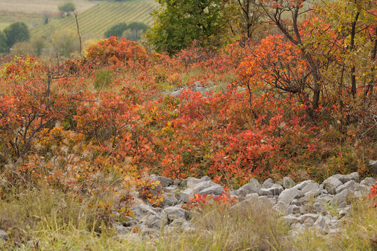 Vista dettagliata di vari cespugli di sommaco/scotano sulle alture del Carso, con le foglie che cambiano dal verde al rosso, arancione e giallo, in Friuli Venezia Giulia, in autunno