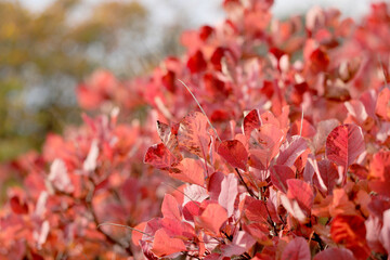 Vista macro di un cespuglio di sommaco con foglie di color rosso, sulle alture del Carso, in Friuli Venezia Giulia, in autunno - obrazy, fototapety, plakaty