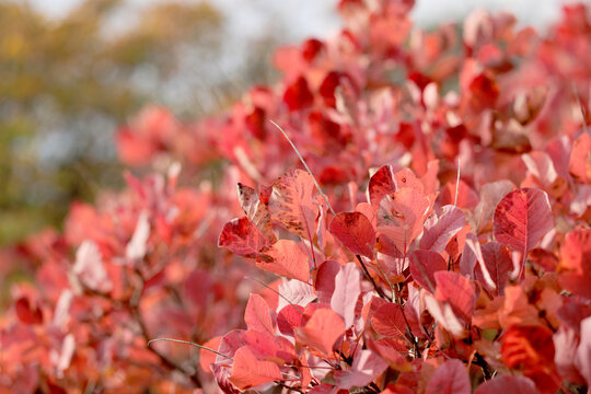 Vista macro di un cespuglio di sommaco con foglie di color rosso, sulle alture del Carso, in Friuli Venezia Giulia, in autunno
