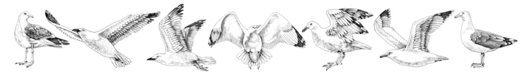 Hand drawn monochrome seagulls collection - 701881810
