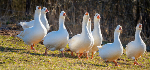 white geese on the farm