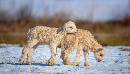 cute newborn lambs on a farm - close up - early spring