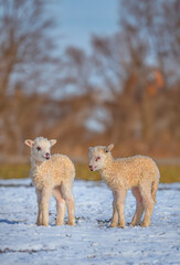 cute newborn lambs on a farm - close up - early spring © Vera Kuttelvaserova
