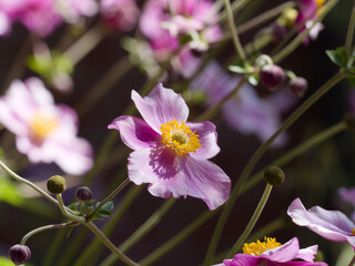 (Eriocapitella japonica) Japanese anemone with pink sepals, pistils in the center of flower with...