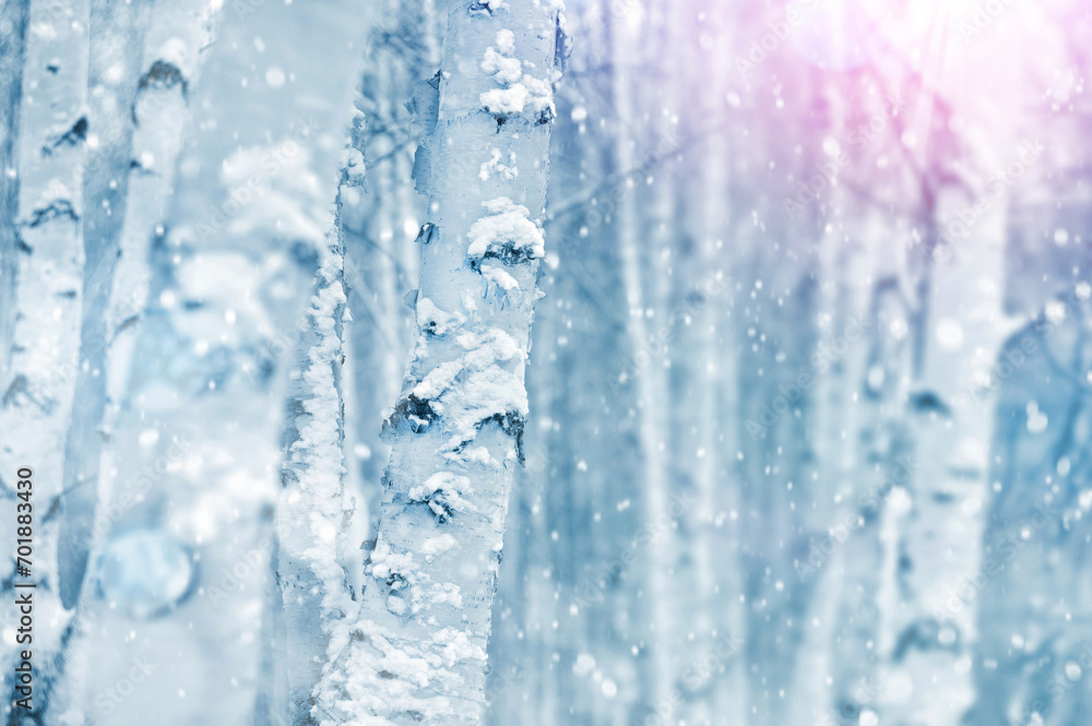 Wall mural natural background with white trunks of birch tree. snow-covered birch tree trunks.