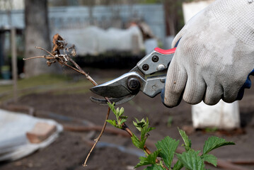 Final garden work of autumn. Farmer hand prunes and cuts branches of a tree in the garden with...