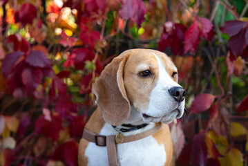 A beagle dog in a knitted hat and scarf is lying on the sofa. Cozy warm home environment. Autumn...