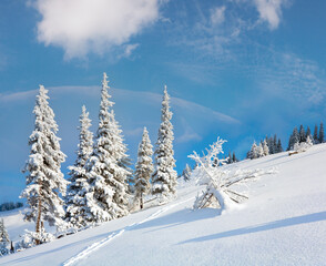 Obraz premium Winter rime and snow covered fir trees on mountainside (Carpathian Mountains, Ukraine)