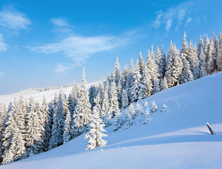 Morning winter calm mountain landscape with beautiful fir trees  on slope (Kukol Mount, Carpathian Mountains, Ukraine)