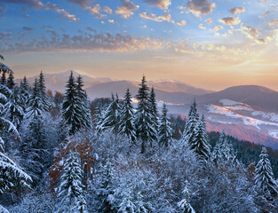 Winter sunset mountain landscape with rime and snow covered spruce trees  (Carpathian, Ukraine) - obrazy, fototapety, plakaty