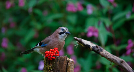 Eurasian jay at a woodland site