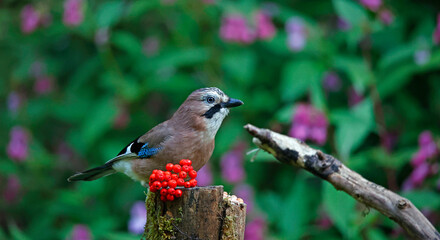 Eurasian jay at a woodland site