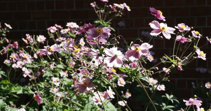 Stunning Yellow-eyed, pale pink flowers of Japanese anemones (Eriocapitella japonica) as ornamental shrub floating gracefully 
