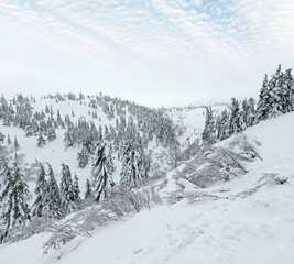 Fototapeta premium Snowy fir trees on winter hill in cloudy weather (Carpathian).