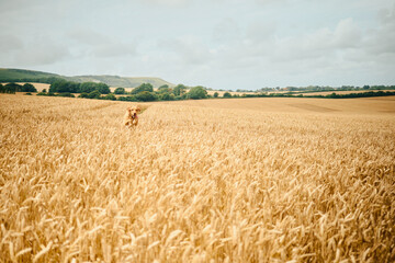 wheat field in the summer with dog jumping in the field