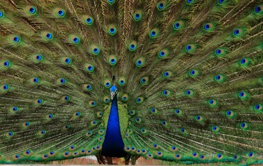 Obraz premium closeup of peacock with feathers out
