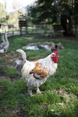 Brahma chicken, also Brahmin, (Brahma Ligero) in the field. It differs in the exuberant plumage of the body and legs.