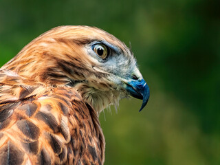 red-tailed hawk