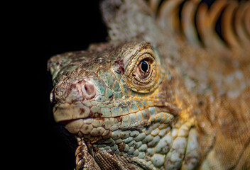 portrait of iguana