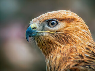 close up of a falcon