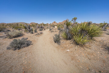 hiking the lost horse mine loop trail in joshua tree national park, california, usa
