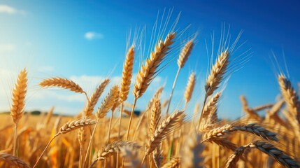 Fototapeta premium Gold wheat field with blue sky in background. Agriculture and farming concept