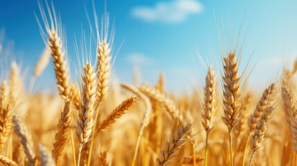 Golden wheat field. Ears of golden wheat close-up. Rich harvest Concept
