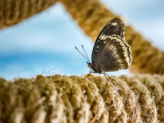 butterfly, insect, nature, wings, animal, isolated, swallowtail, wing, flower, macro, fly, black, beauty, summer, moth, colorful, plant, white, garden, wildlife, bug, butterflies, yellow, lepidoptera,