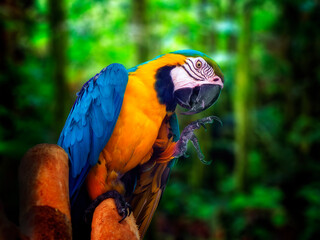 blue and yellow macaw