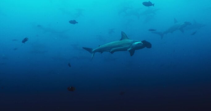 Great hammerhead