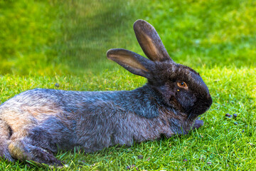 Black Easter bunny, rabbit is lying on green grass in springtime. Cute grey little hare bouncing on a lawn. Farmland rodent animal with long ears.