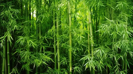 Gordijnen Bamboo Forest And Green Bamboo Leaves, Fresh Bamboo Trees In Forest With Blurred Background © @_ greta